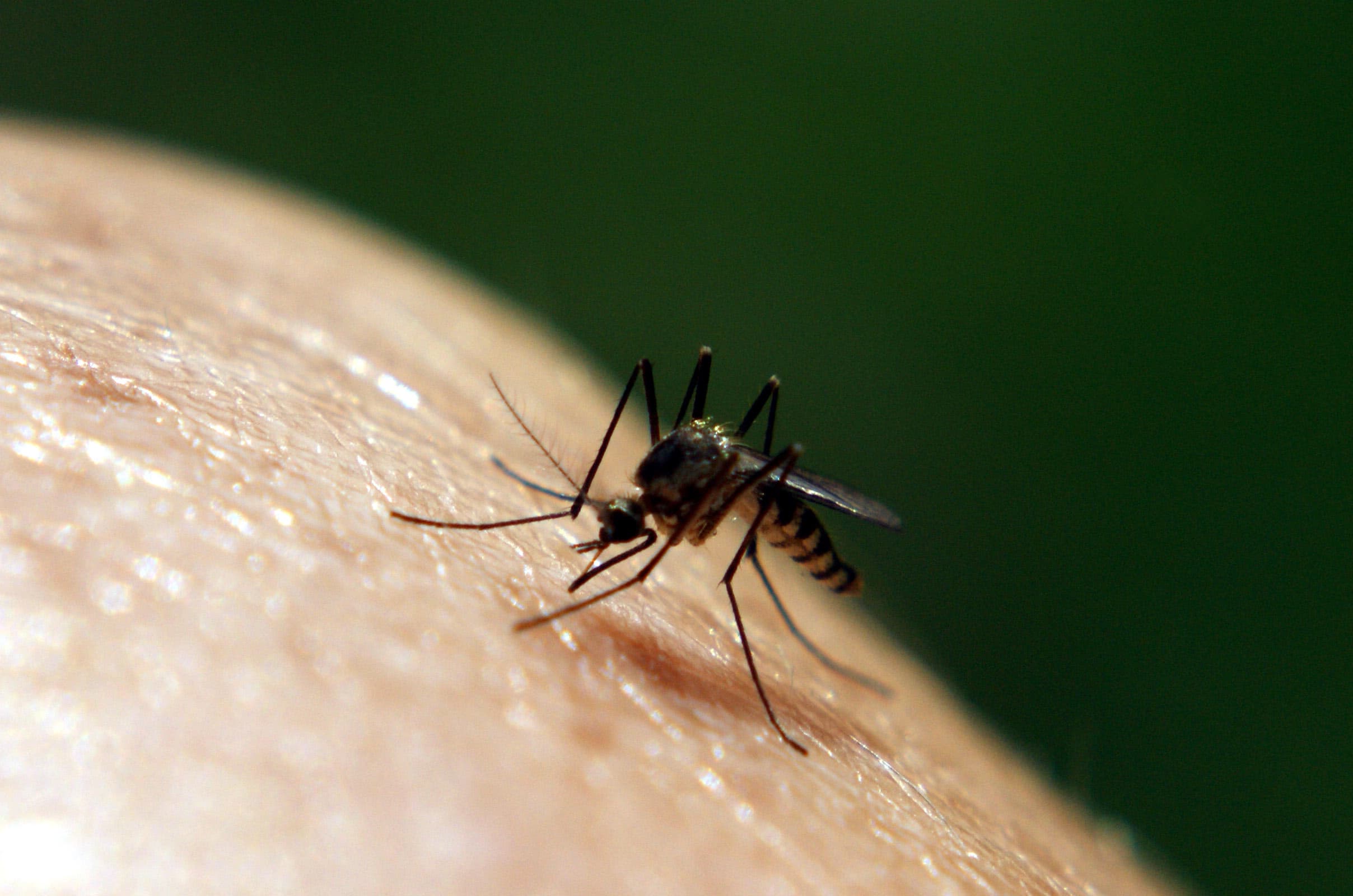 mosquito on skin