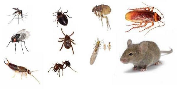 household pests