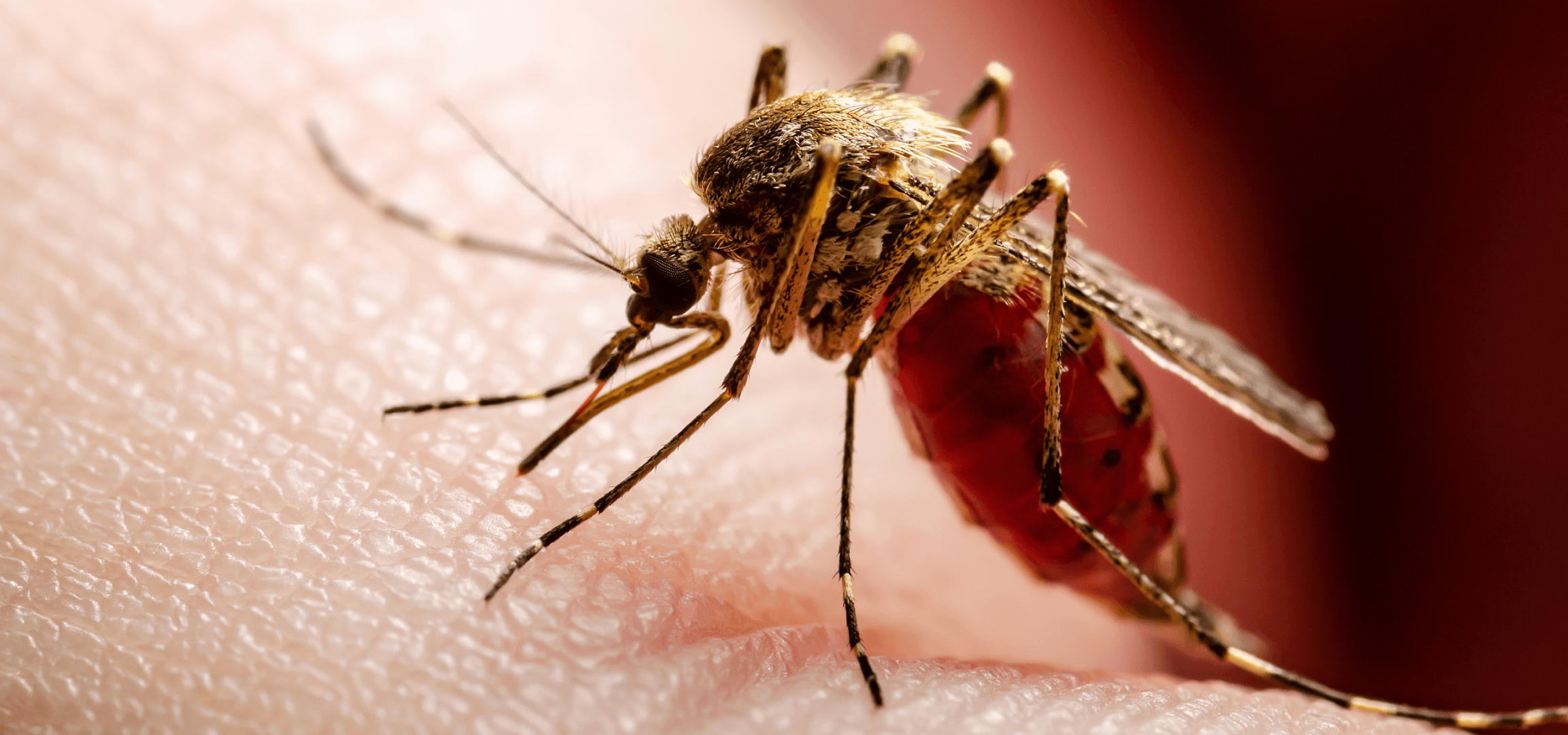 Close-up view of a mosquito – a common pest in Canton, GA.