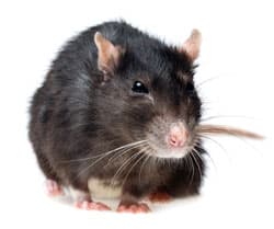 Rat Removal Atlanta