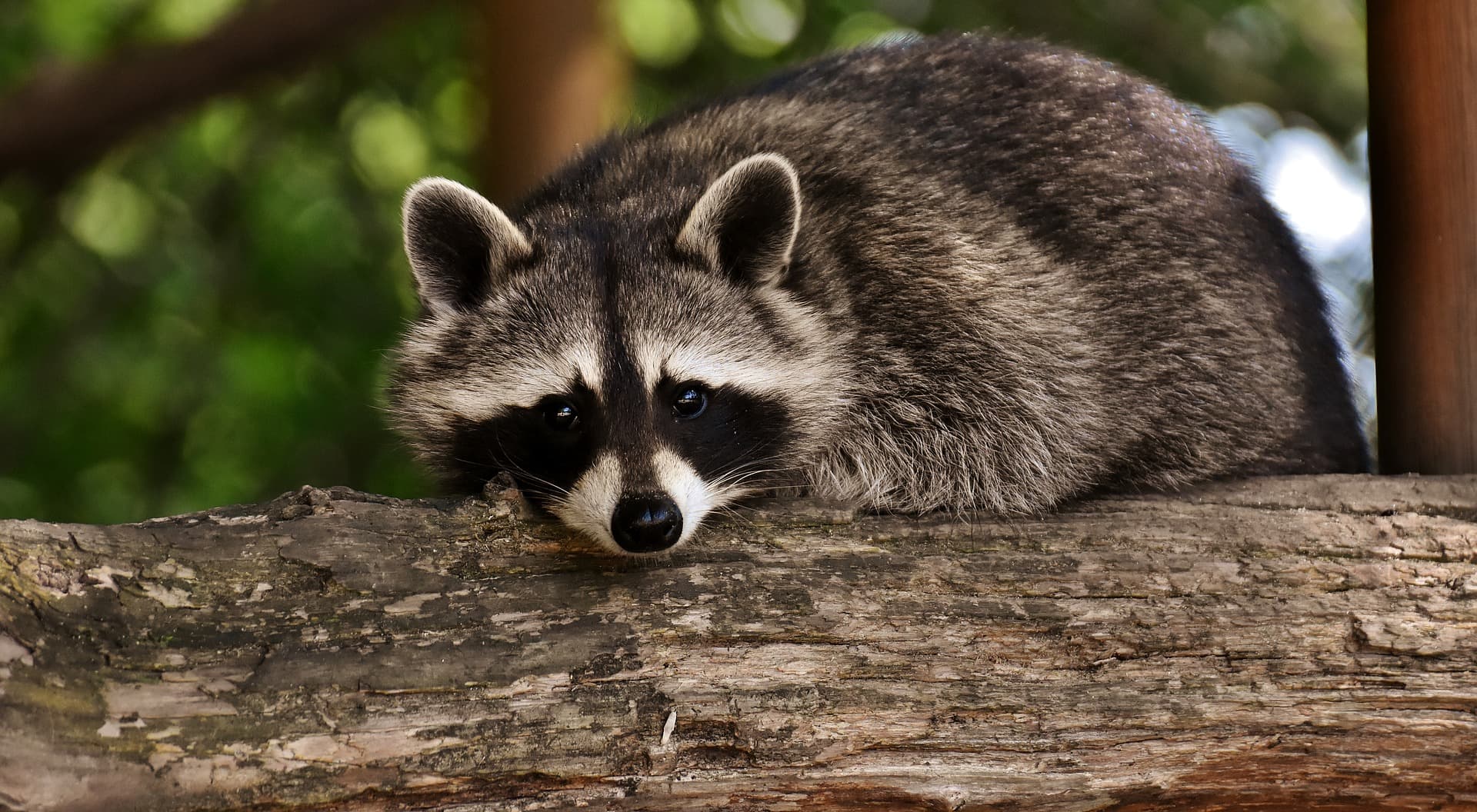 raccoon