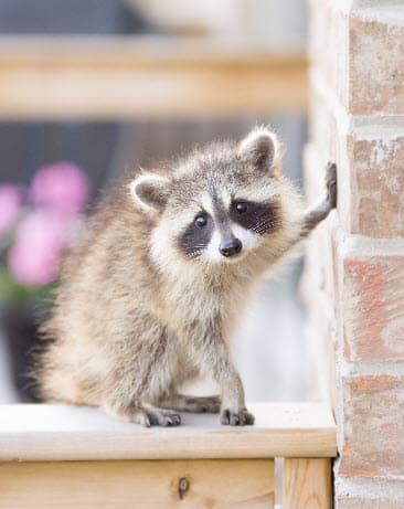 raccoons in your attic