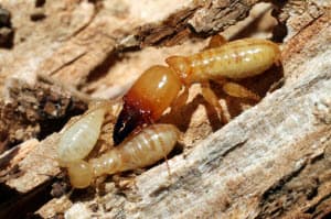 termites in your home